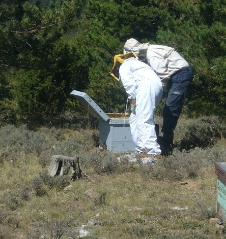 abejas y demenica